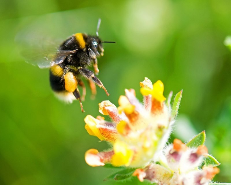 Bumblebee Шмель
