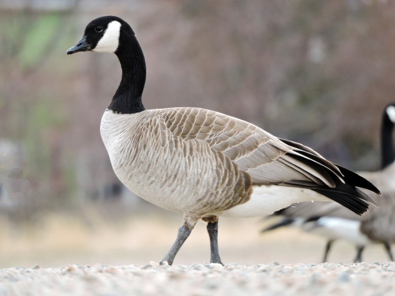 Алеутская канадская казарка - Branta canadensis leucopareia