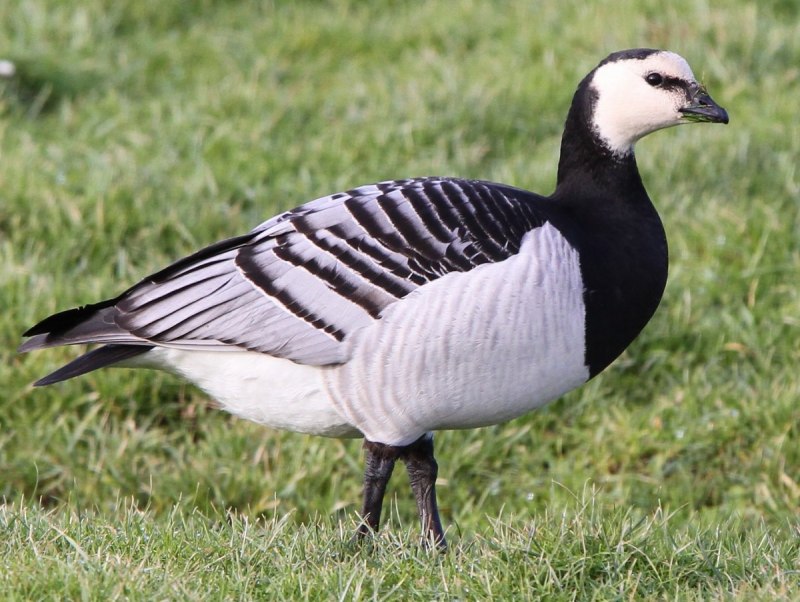Чёрная казарка Branta bernicla