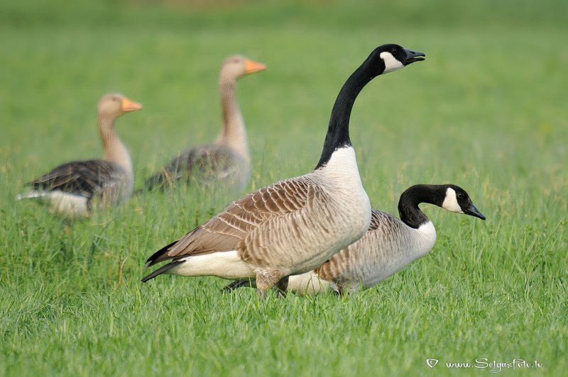 Чёрная казарка Branta bernicla