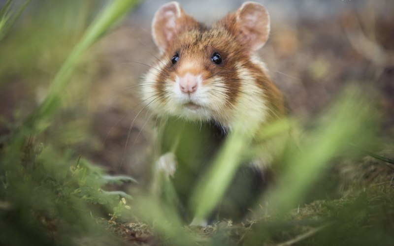 Обыкновенный хомяк Cricetus Cricetus