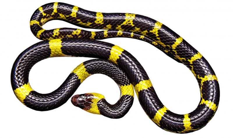 Morelia viridis желтый