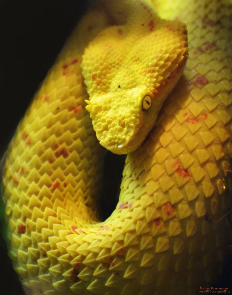 Boiga cyanea