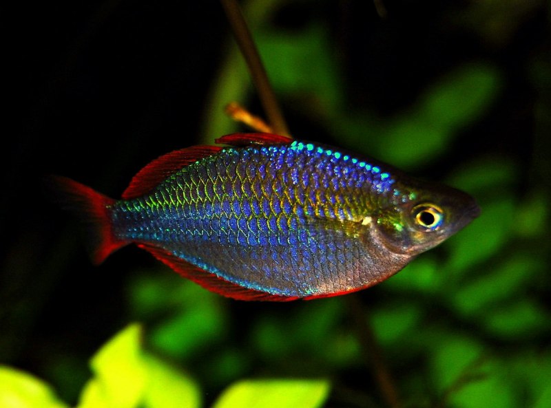 Неоновая Радужница Melanotaenia praecox