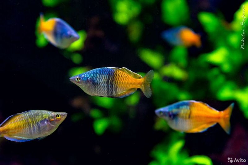 Неоновая Радужница Melanotaenia praecox