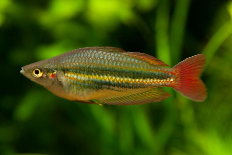 Melanotaenia trifasciata