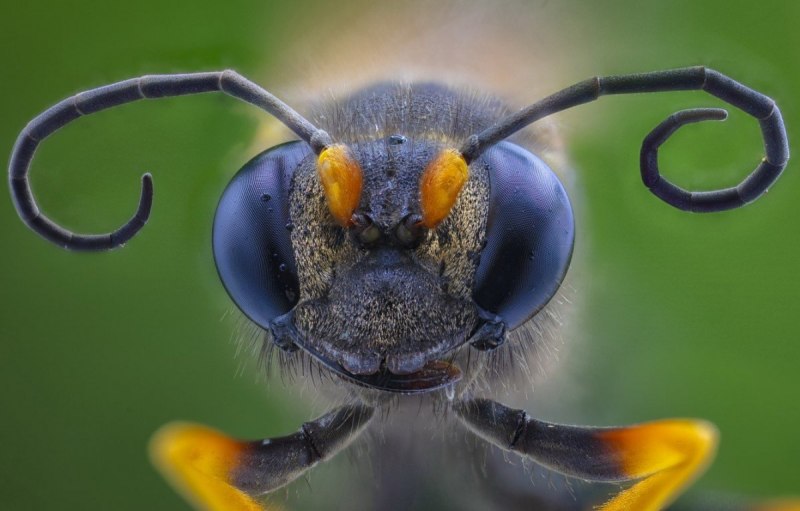 Xylocopa caffra