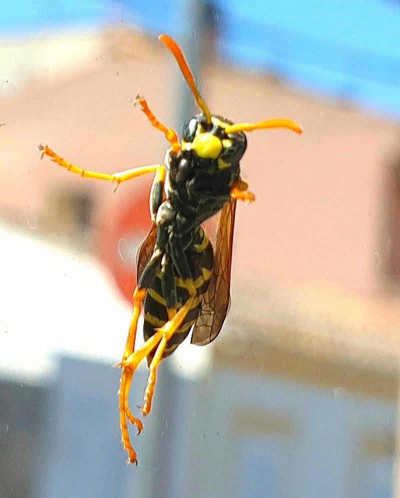 Xylocopa caerulea - пчела