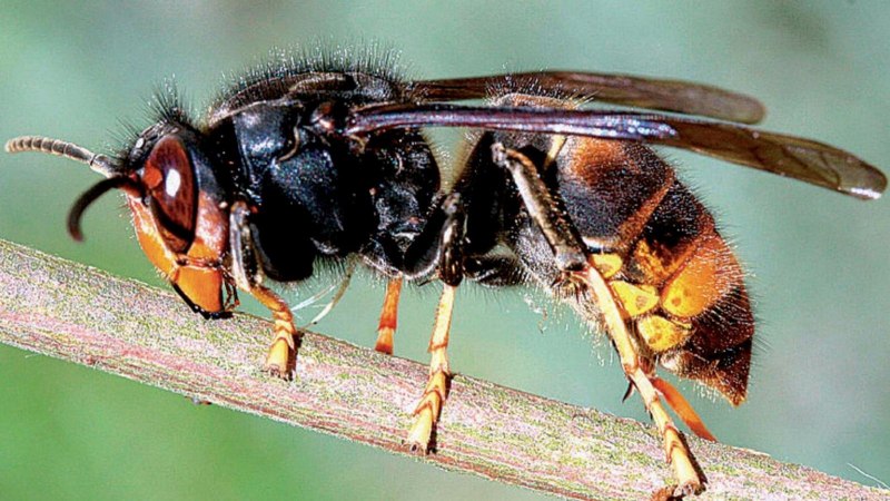 Wasp Шершень
