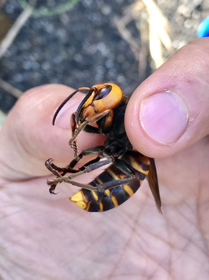 Hornet insect photo