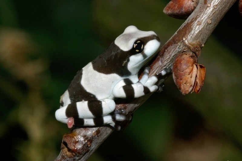 Atelopus chiriquiensis