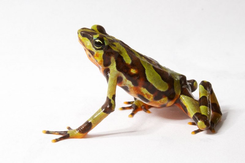 Амплексус у лягушек Atelopus laetissimus