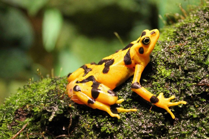 Harlequin toad