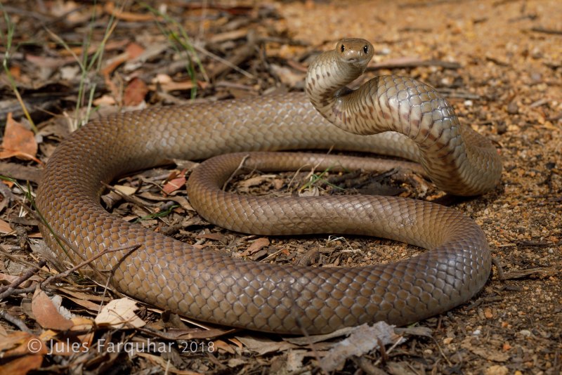 Pseudonaja textilis