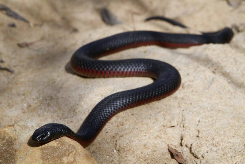 Обыкновенная гадюка (Vipera berus)