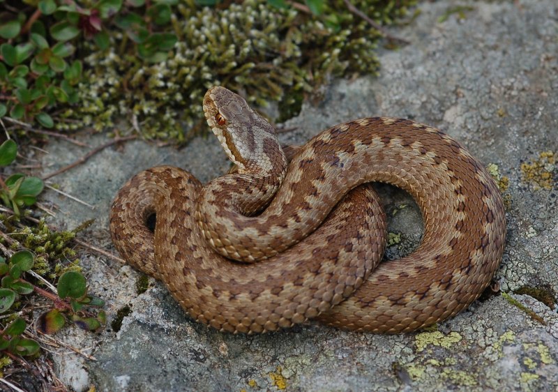 Обыкновенная гадюка (Vipera berus)