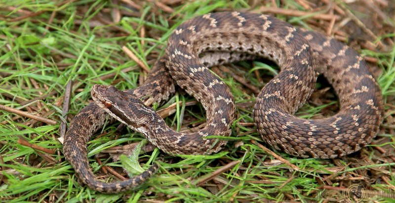 Ringneck Snake