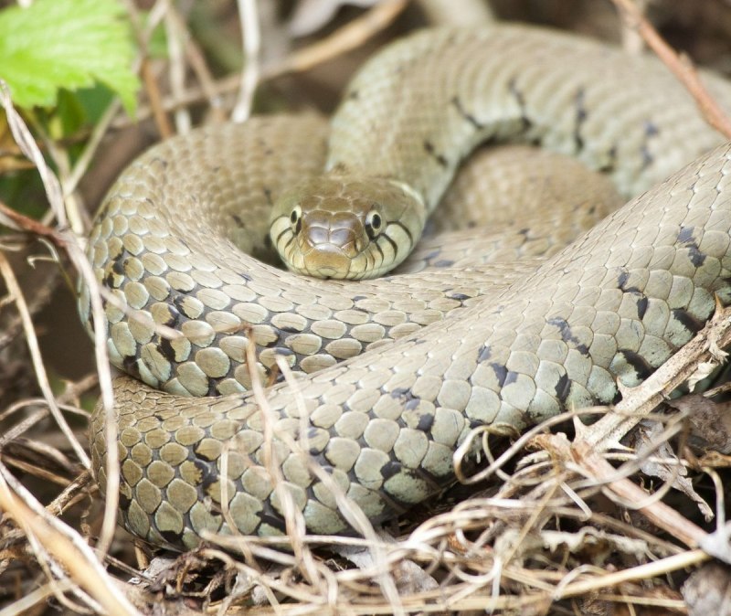 Колючая кустарниковая гадюка (Atheris hispida)