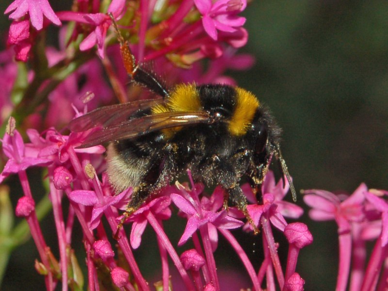Bombus ruderatus