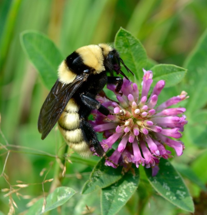 Степной Шмель Bombus fragrans