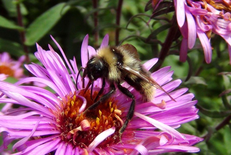 Шмель Шренка – Bombus schrencki