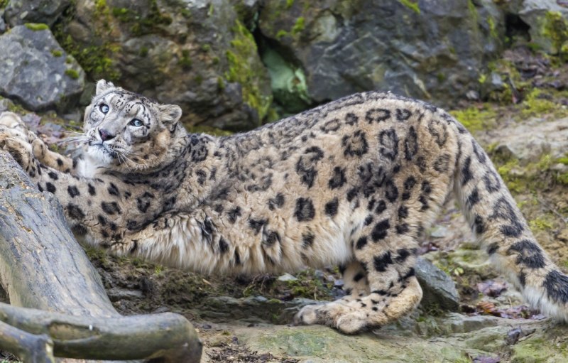 - Снежный Барс (Panthera uncia