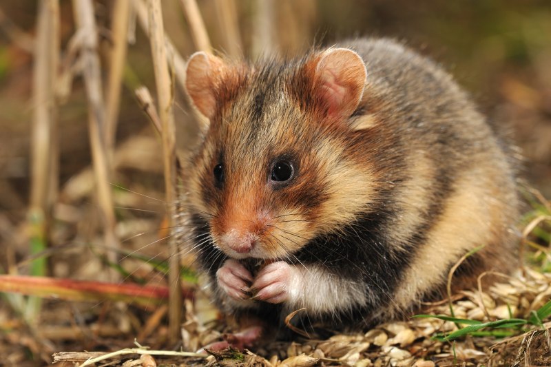 Обыкновенный хомяк Cricetus Cricetus