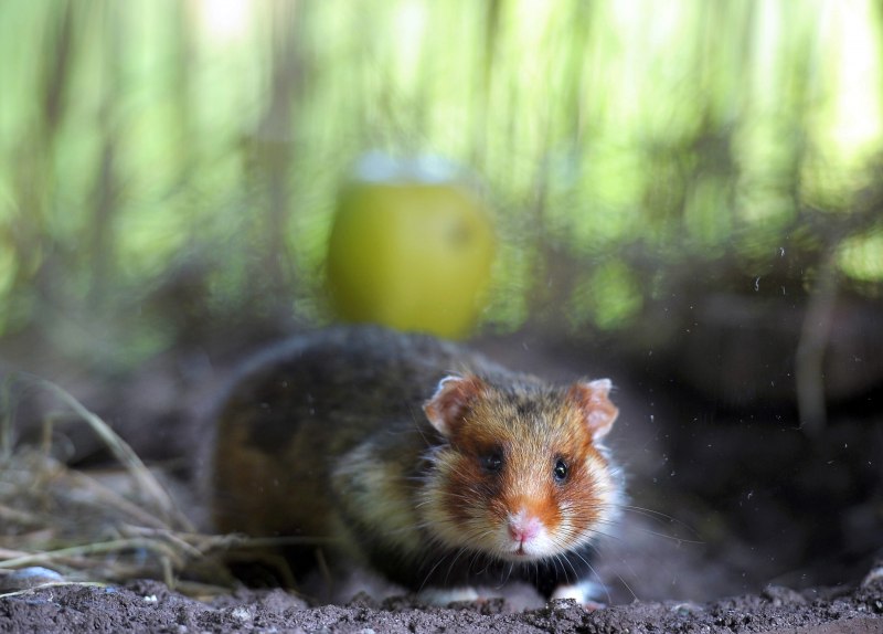 Cricetus Cricetus
