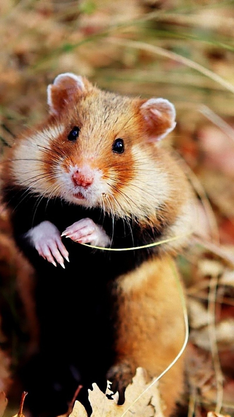 Европейский хомяк (Cricetus Cricetus).