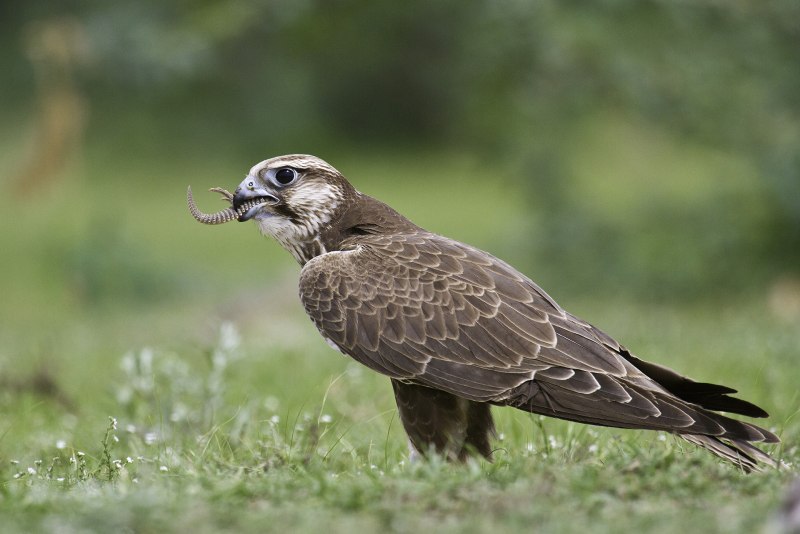 Falco Сокол
