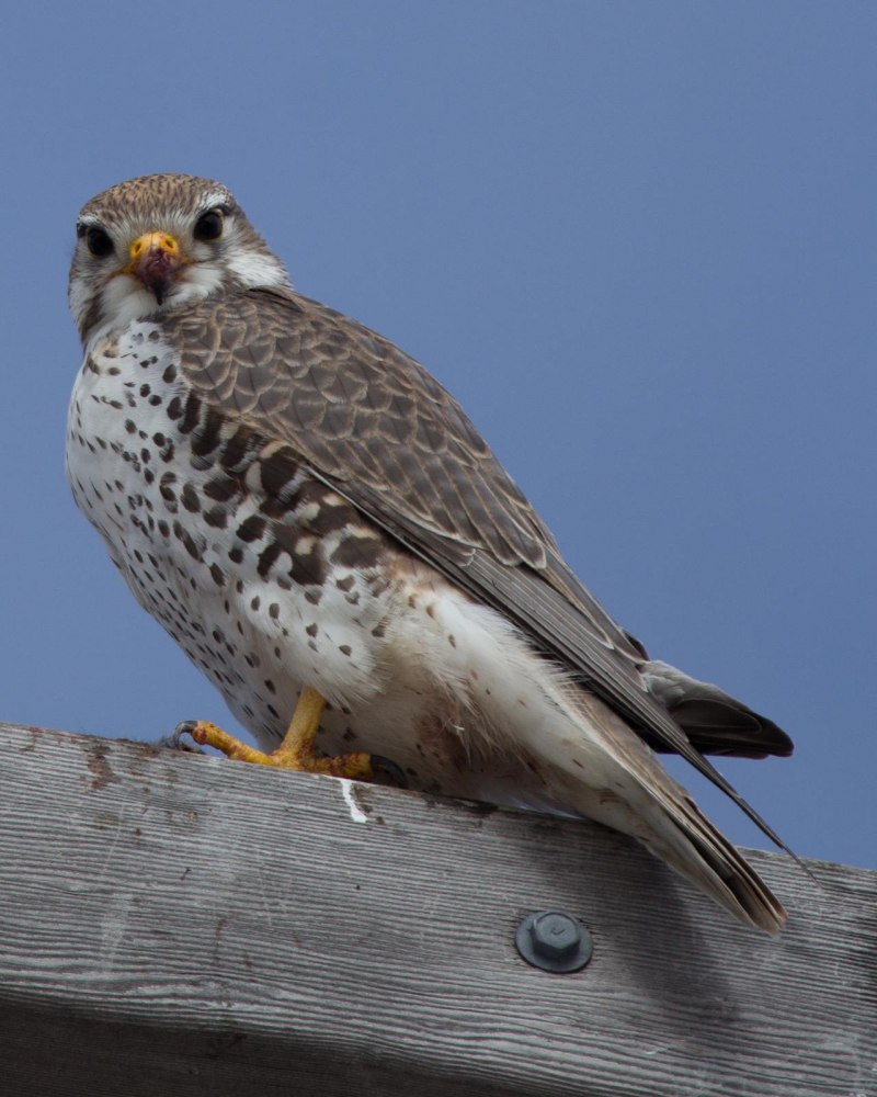 Falco mexicanus