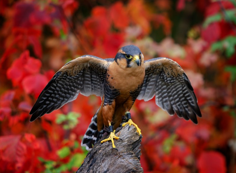 Buteo regalis