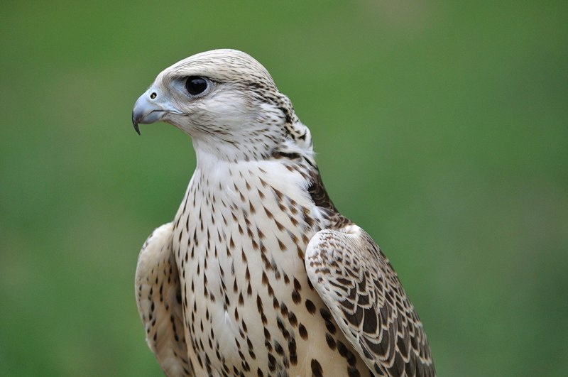 Сапсан Falco peregrinus