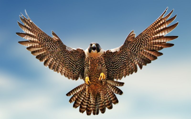 Сапсан Falco peregrinus