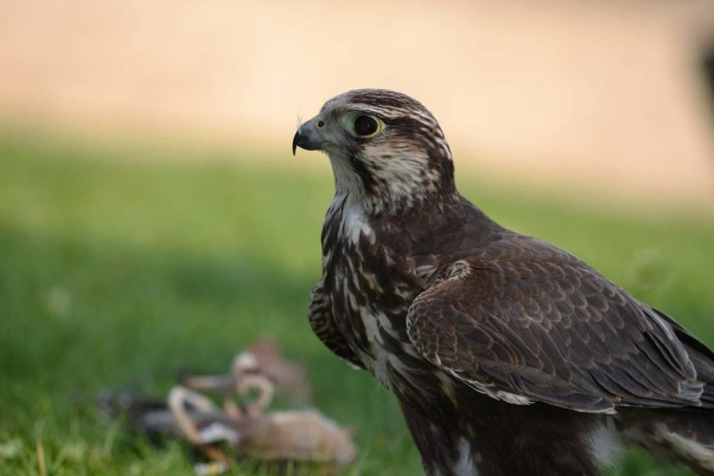 Кречет - Falco rusticolus Linnaeus