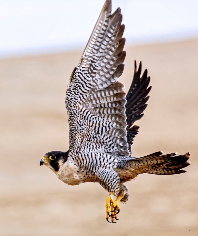 Дербник (Falco columbarius)