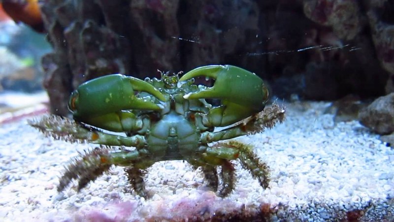 Mithrax SCULPTUS