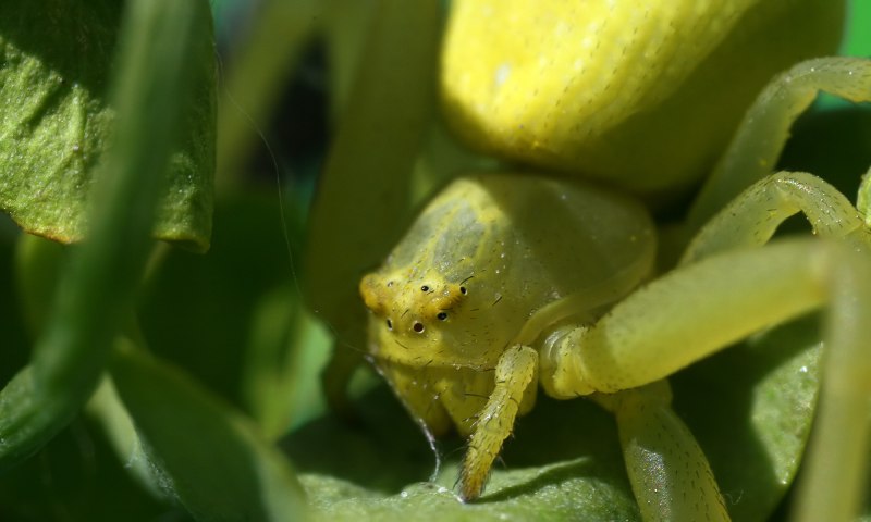 Паук Diaea dorsata