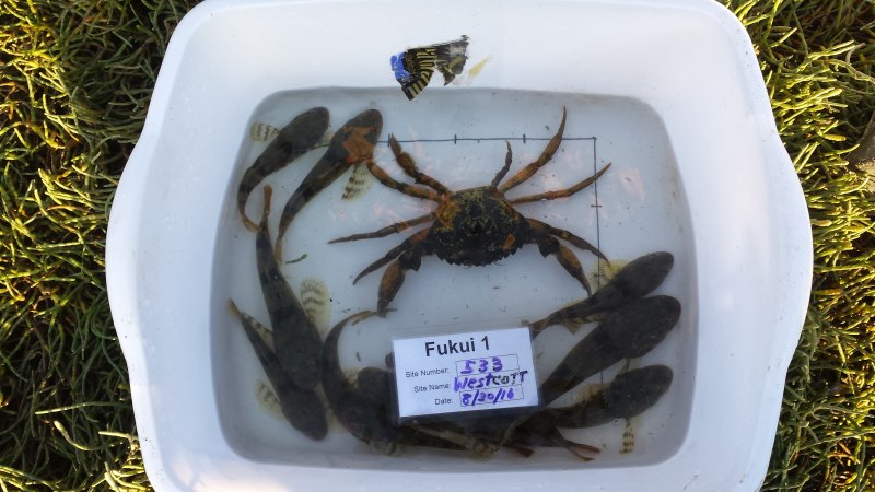 Зеленый краб Carcinus Maenas