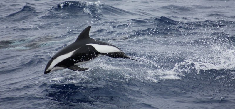 Right Whale Dolphin Lissodelphis китовидный Дельфин