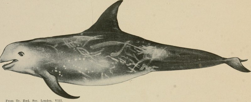 Малая косатка Pseudorca crassidens