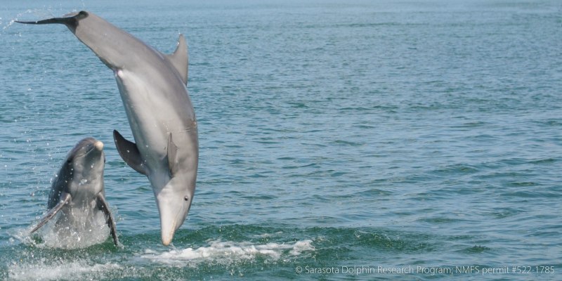 Spinner Dolphin