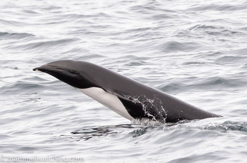 Dolphin OC