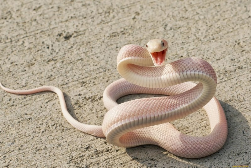 Thamnophis Marcianus Albino