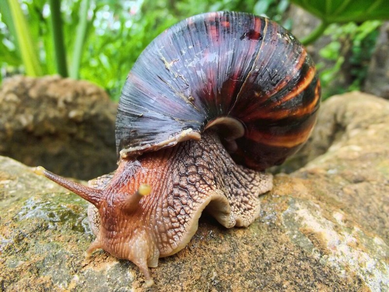 Улитка катушка Planorbis