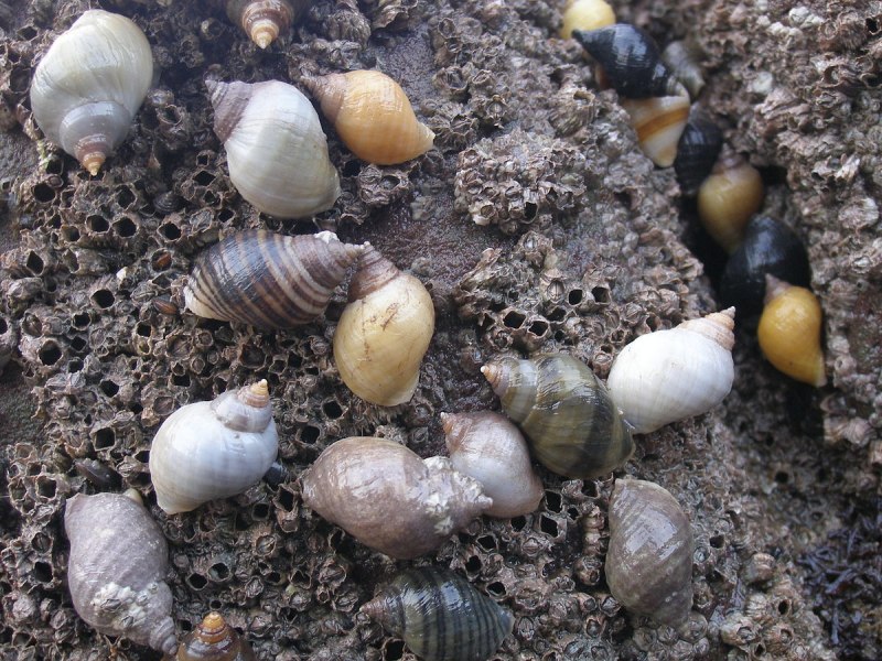Земляная улитка ахатина