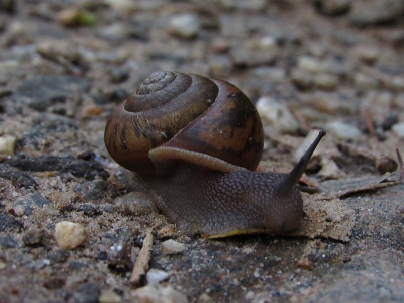 Achatina Fulica