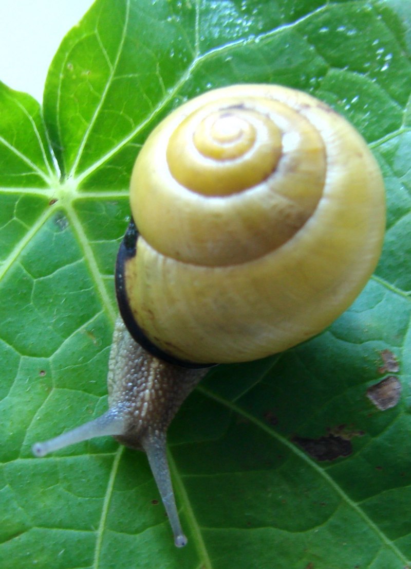 Фулика Хамели