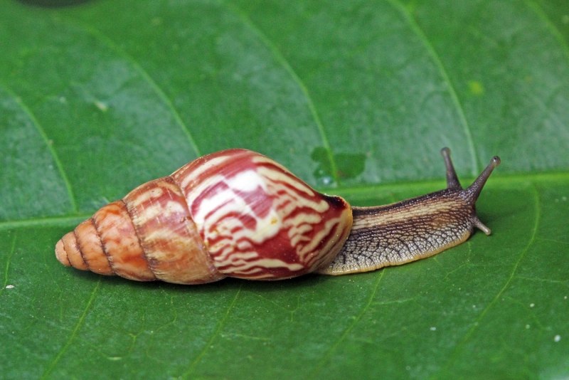 Achatinidae