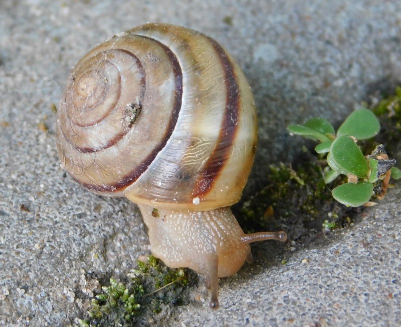 Nucella lapillus